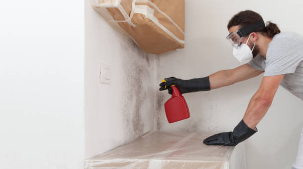 Professional Mold Cleanup technician working in Hyde Park, MA