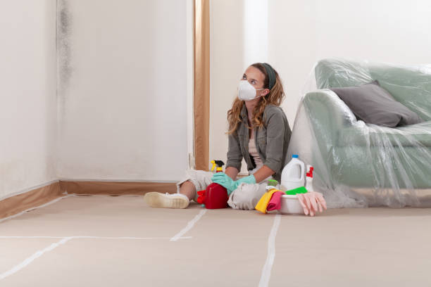 Reliable Mold Cleanup contractor in Hyde Park, MA by WQB Mold Removal