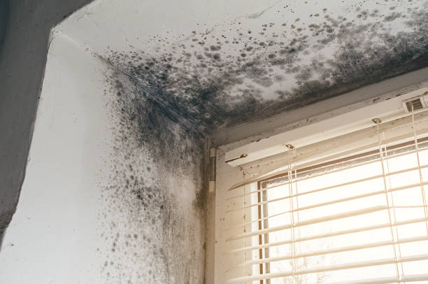 Affordable Mold Cleanup solutions in Hyde Park, MA